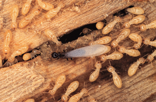 Termite Control Honolulu & Oahu